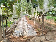 -马陆小张葡萄园农家乐