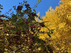 -辽宁大学(崇山校区)