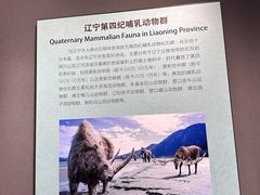 -辽宁古生物博物馆