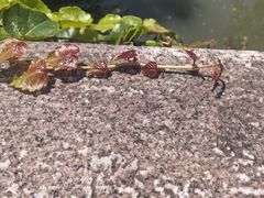 -昆山城市生态森林公园