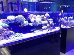 -1013 PET SHOP精品宠物商店(丁香店)