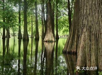 上海最美公园 青西郊野公园