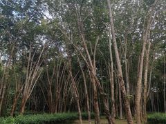 -中国科学院西双版纳热带植物园