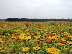 -贡湖湾湿地公园