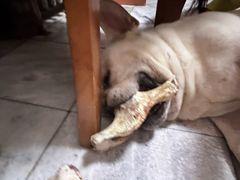 -天使宠物医院·犬猫分诊(彩虹店)