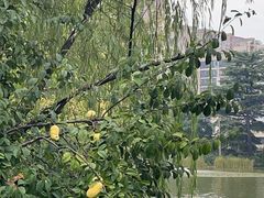 -西安市长乐公园