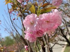 -长白岛森林公园