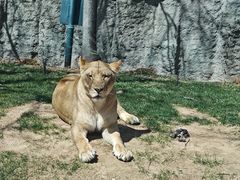 -北京野生动物园