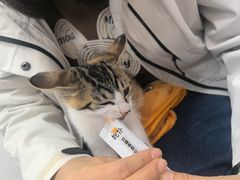 -北京观赏动物医院·24小时大型综合·猫专科·异宠专科