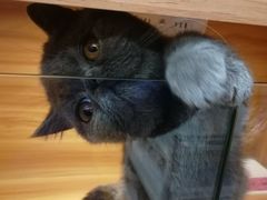 -猫十亿·布偶金渐层·曼基康矮脚猫舍(青年路店)