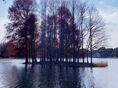 -上海共青森林公园