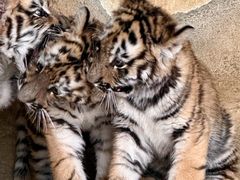 -大连森林动物园