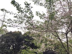 -武汉大学-樱园