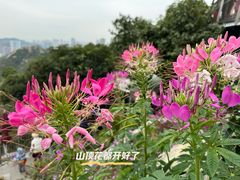 -景山公园