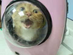 -中农国际动物医院24小时·猫科·骨科·急重症中心