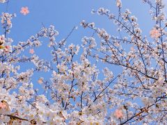 -高东镇樱花园