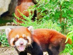 -常州淹城野生动物世界