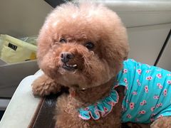 -瑞派天使宠物医院·神经外科·骨科·核磁(洛川中路店)