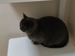 -芭比堂动物医院·犬猫全科·异宠专科(雁塔分院)