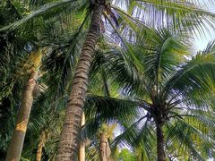 -深圳国际园林花卉博览园