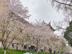-武汉大学-樱园