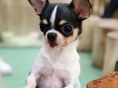 -藦茜花园宠物主题亲子互动体验馆(国顺东路店)