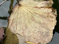 -洋湖国家湿地公园