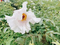 -陕西省西安植物园