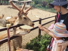 -青岛森林野生动物世界