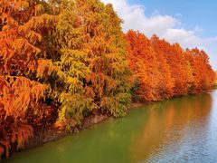 -上海海湾国家森林公园