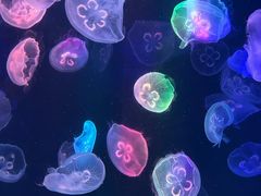 -海合安成都极地海洋公园