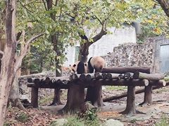 -都江堰中华大熊猫苑