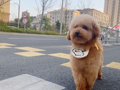 -诺比宠物医院心脏内科·泌尿肾内外科·骨科急重症