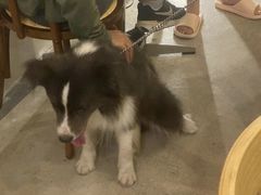 -爱侣宠医·鹦鹉专科·小型哺乳类·异宠专科(灵石路店)