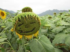 -雾灵西峰