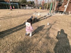 -合肥滨湖国家森林公园