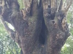 -瑞丽独树成林风景区