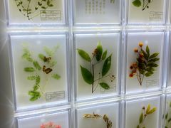 -广东中医药博物馆