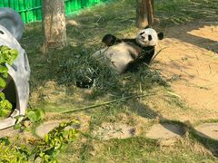 -西霞口神雕山野生动物世界