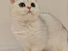 -三花喵·撸猫购宠·宠物生活馆(虹桥南丰城店)