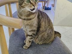 -喵园·猫主题咖啡厅·撸猫·猫咖(国贸店)