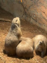 -Zoolung Zoolung动物主题公园(海信广场店)