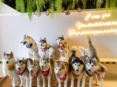 -Husky Go! 哈士奇体验馆·宠物咖啡厅狗咖