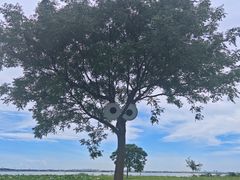 -七的湖·晚芳亭·阳澄湖农家菜·大闸蟹(莲花岛店)