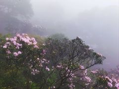 -梧桐山风景名胜区