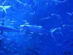 -成都浩海立方海洋公园