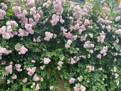 -无锡师范学校附属小学(学前街校区)