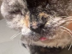 -藏猫猫咖啡主题馆(中央大道店)