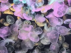 -海合安天津极地海洋公园