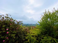 -贵州百里杜鹃风景名胜区